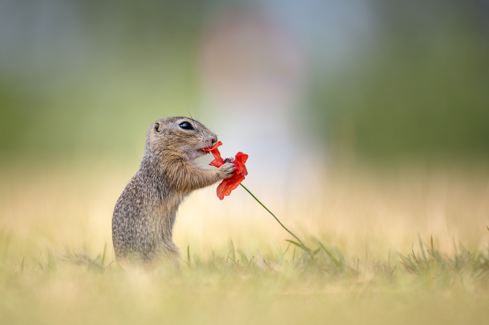 Ziesel mit Mohnblüte – fotoforum Award 2024