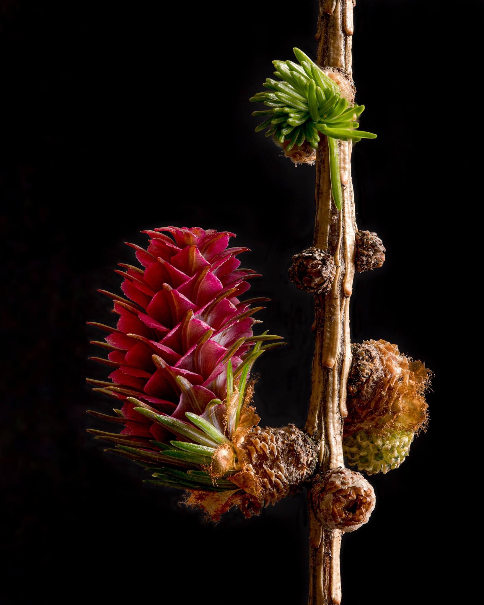 Makrofotografie – Lärchenblüte