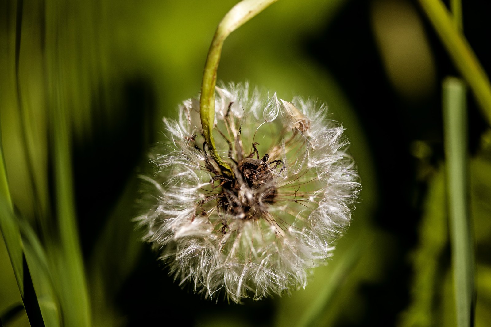Die Pusteblume