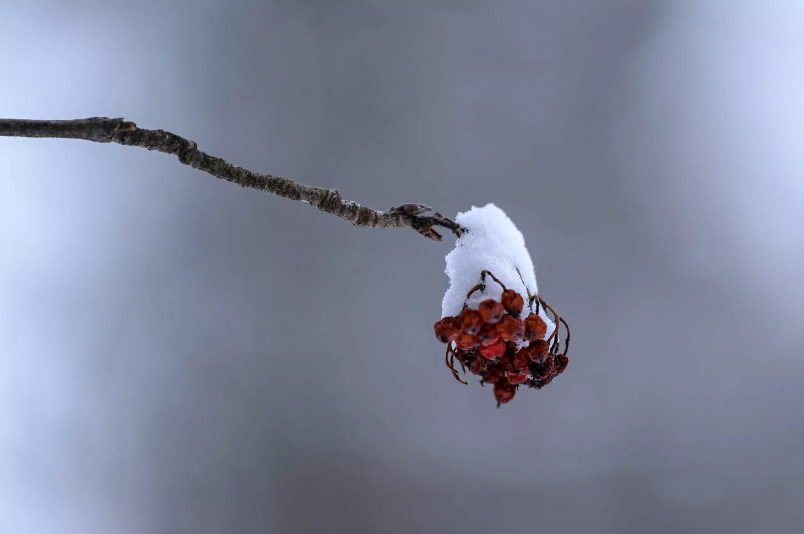 Verschneite Vogelbeeren am Zweig