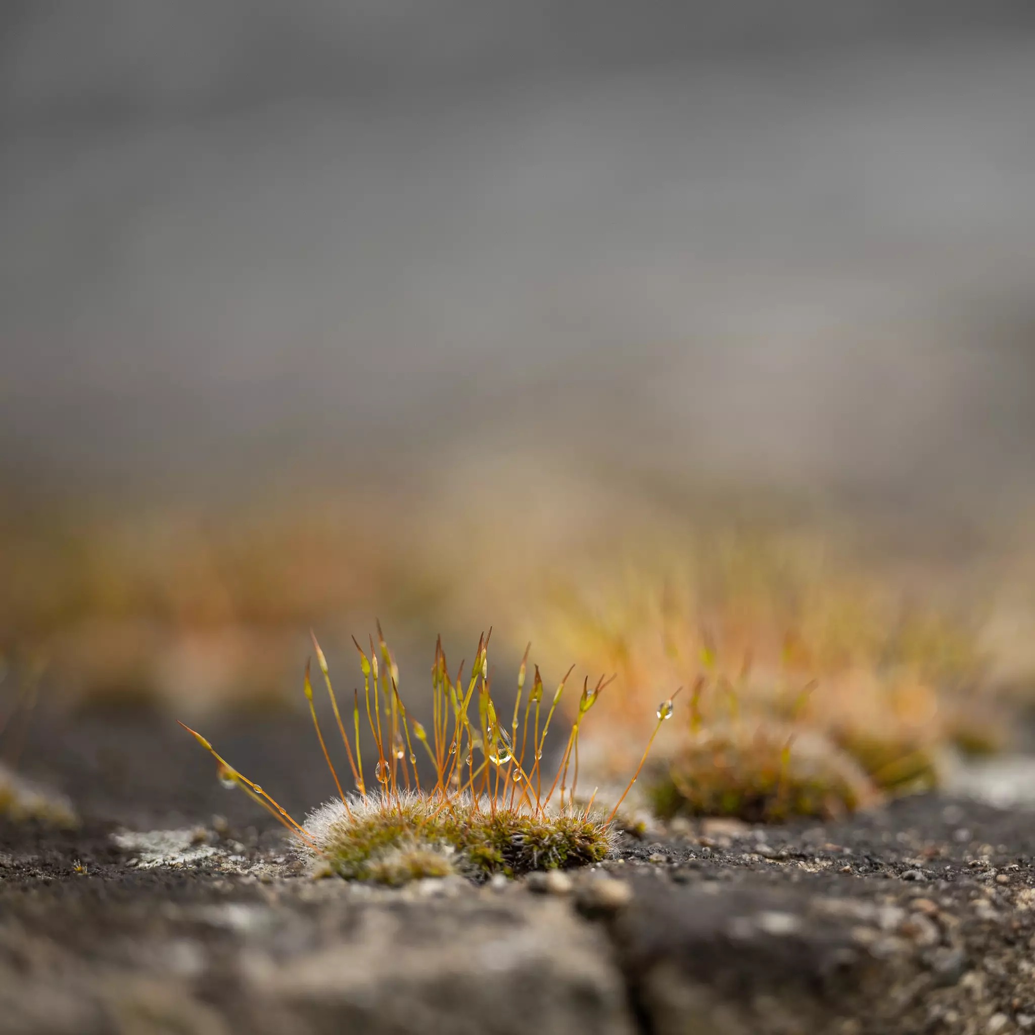 Wabi-Sabi – Moos mit Tautropfen