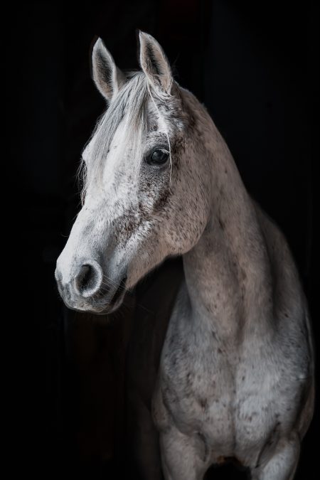 Die Kunst der Tierfotografie