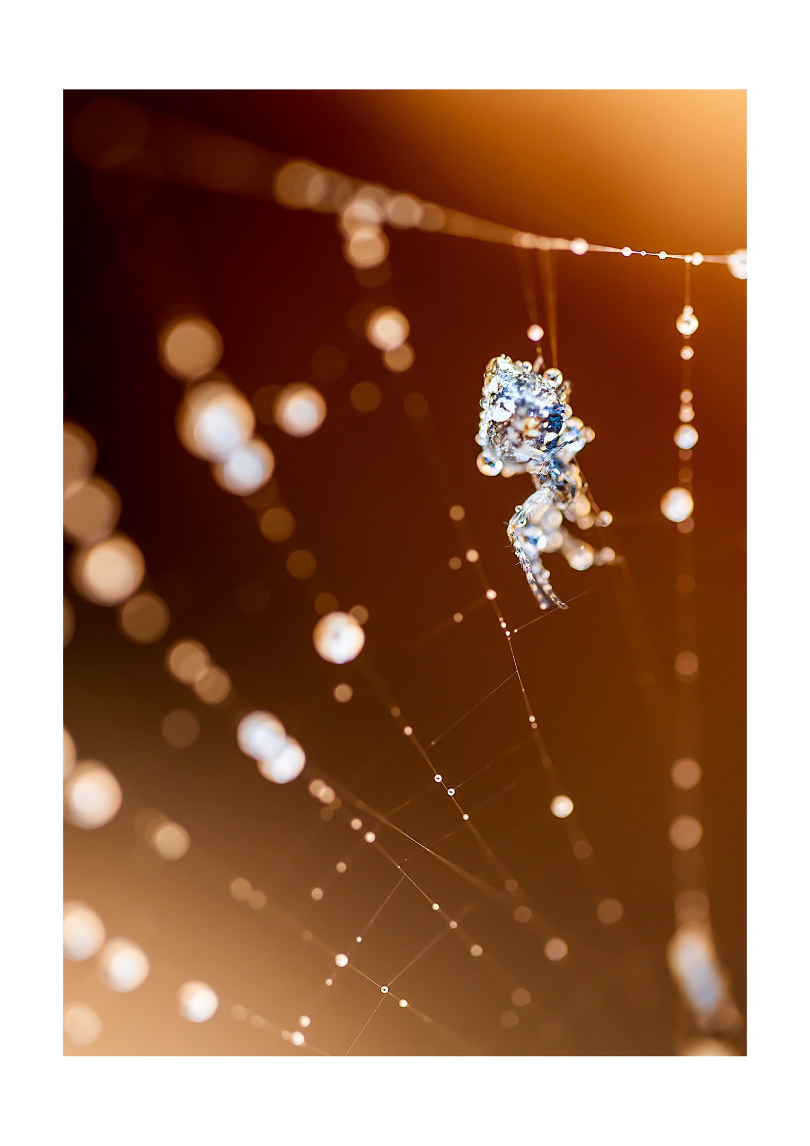 Glitzerspinne im Tau – fotoforum Award 2024