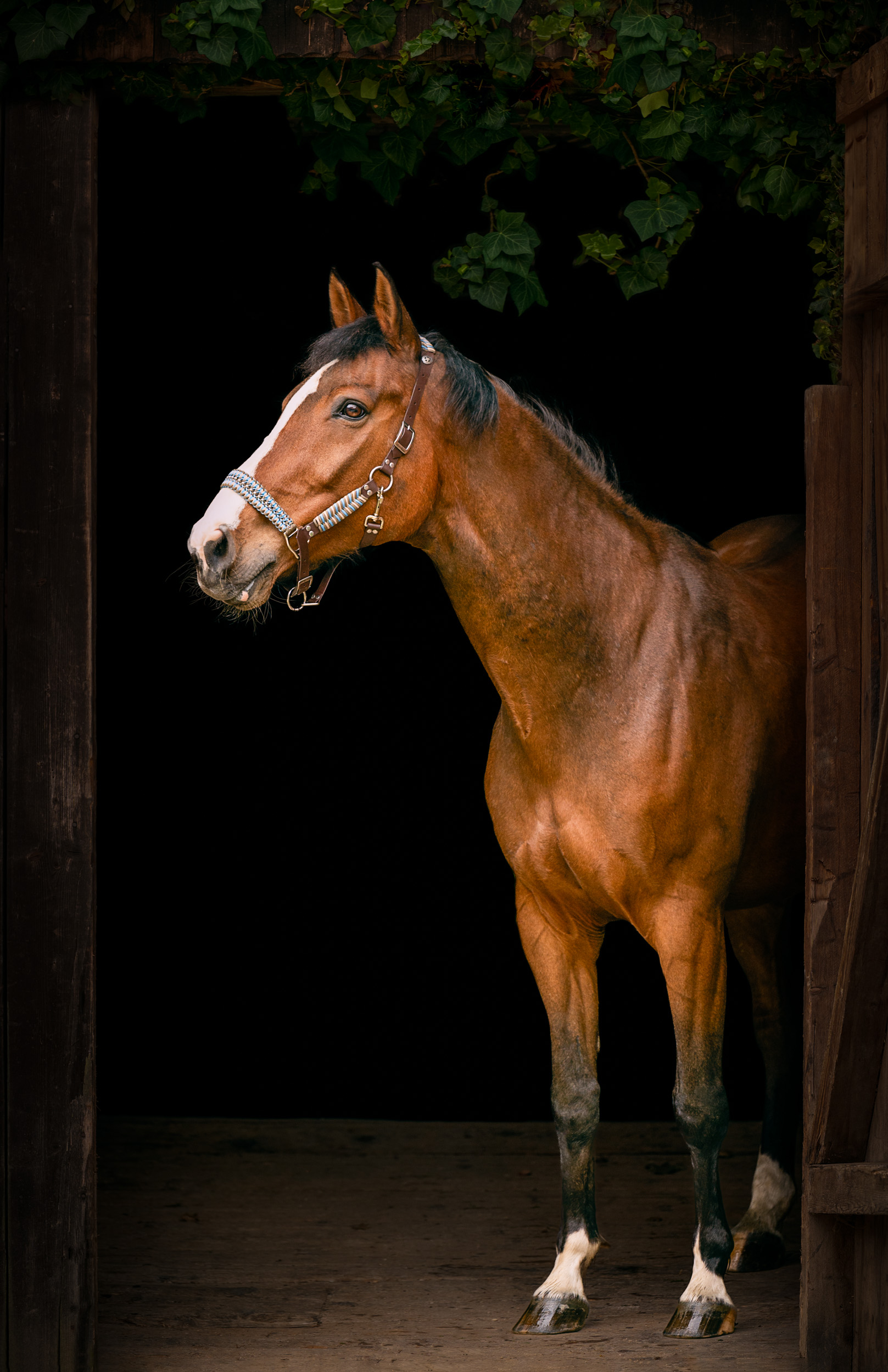 Hoftiere – Pferd Picasso