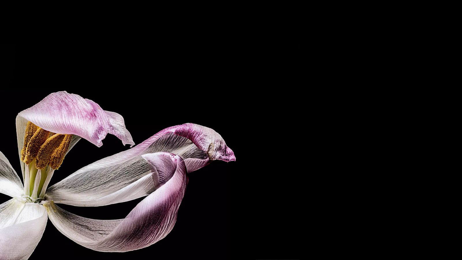Verwelkte Tulpe vor Schwarz – Schule des Sehens