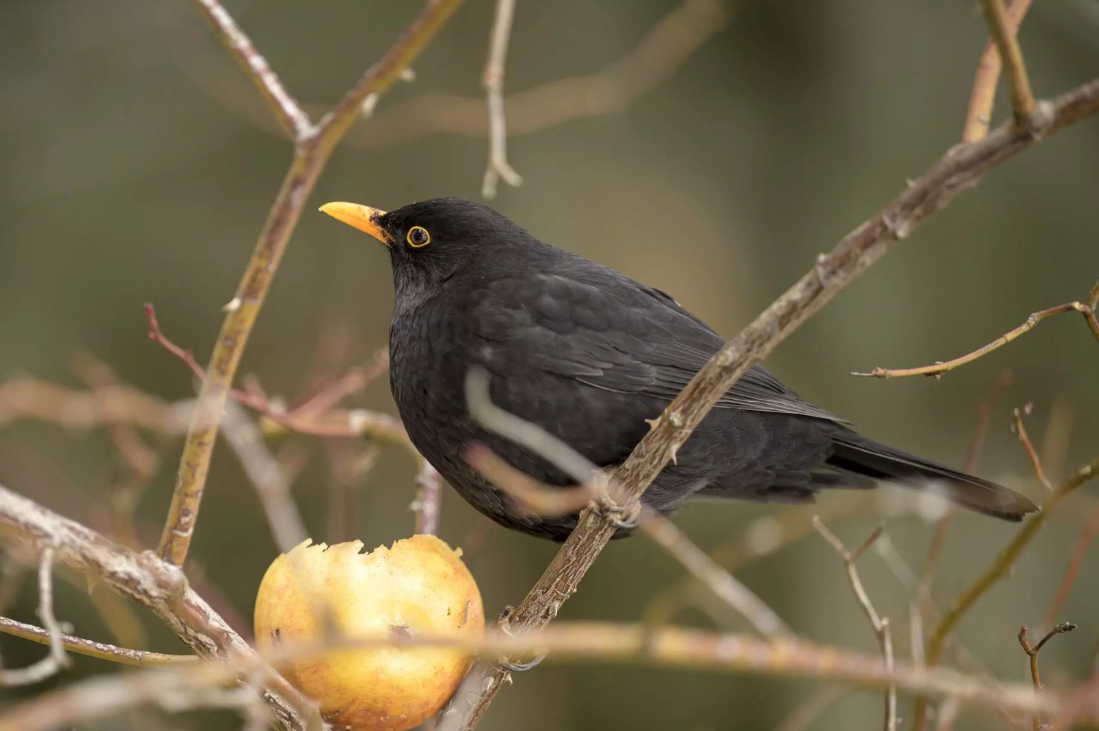 Amsel auf einem Zweig