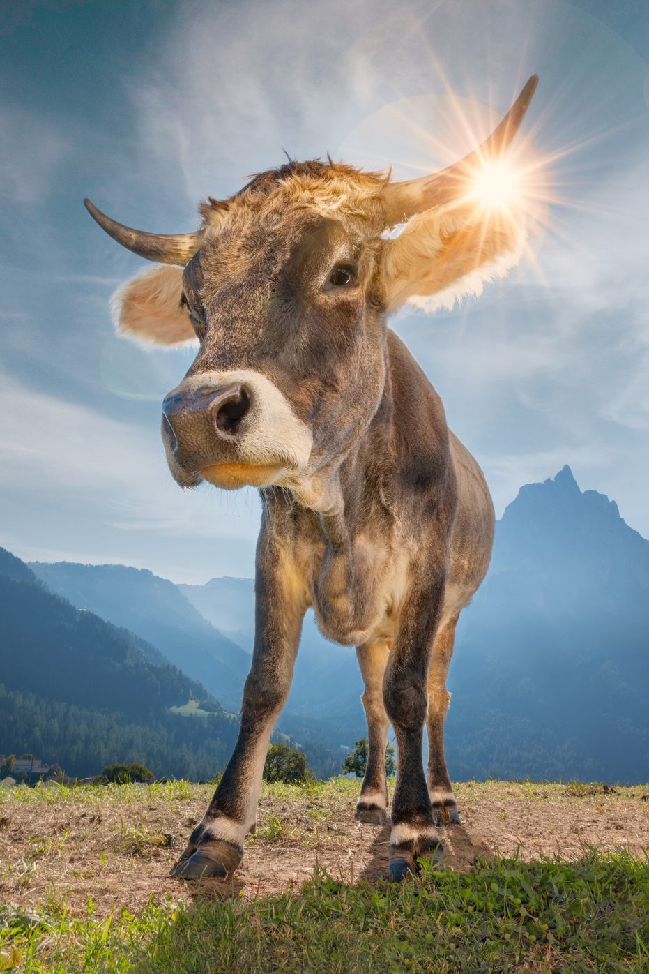 Grauvieh vor der Santnerspitze im Gegenlicht