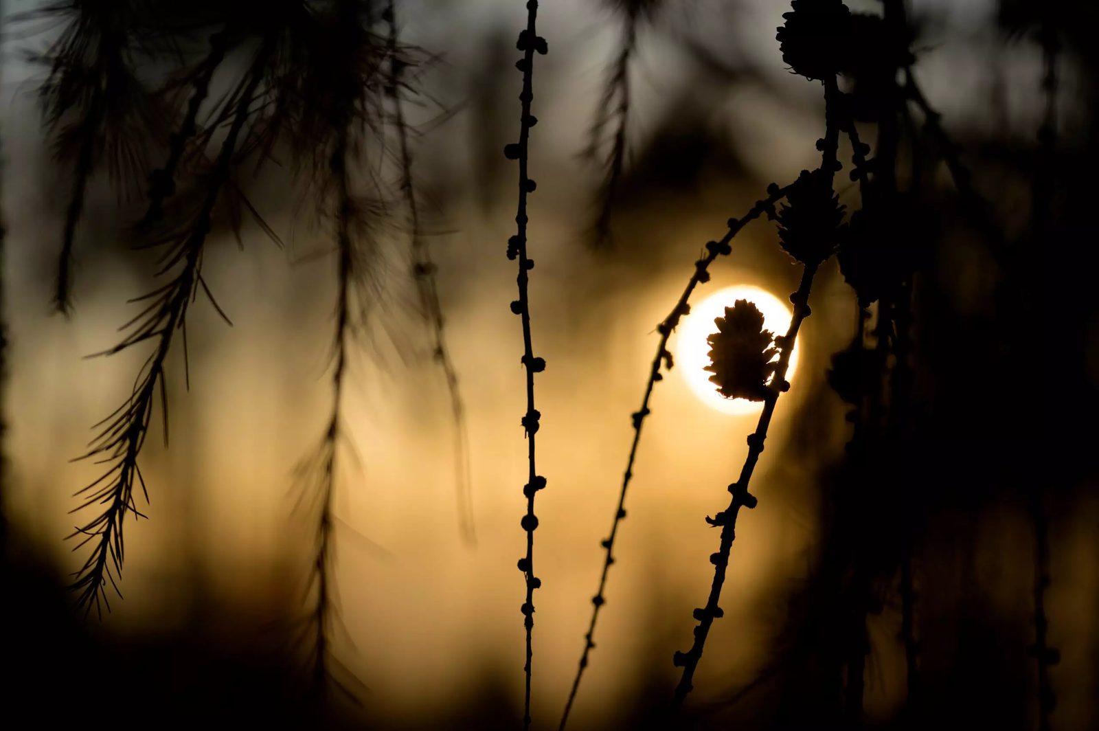 Lärchenzweig im Gegenlicht der Abendsonne